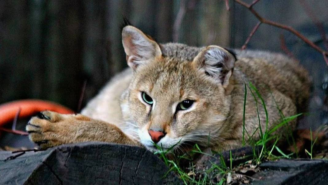 Anadolu Parsını avlayanlar yandı! Cezası 30 milyon lira - Resim: 30